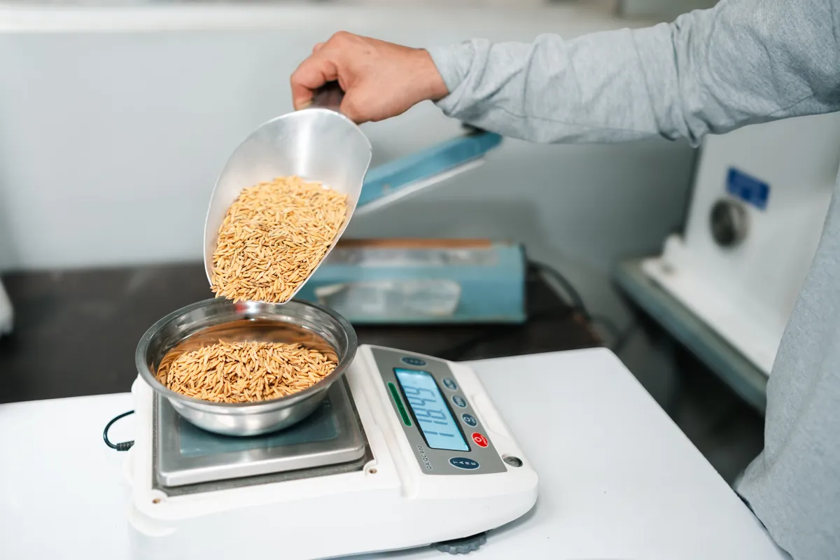Compra de arroz paddy